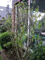 Bild 033.webp