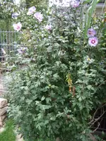 Bild 036.webp