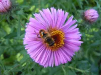 AsternGetier032.webp