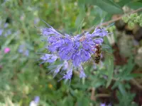 Bartblume005.webp