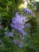 Bartblume001.webp