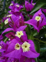 Drillingsblume049.webp