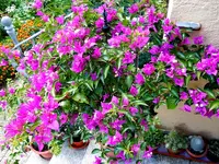 Drillingsblume048.webp