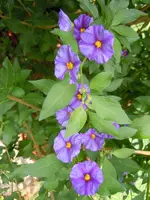 Enzianstrauch034.webp