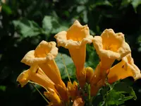 Trompetenblume019.webp