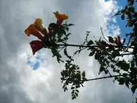 Himmlisch010.webp