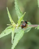 P7267390 Buntwanze.webp