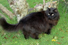 Lisa v.webp