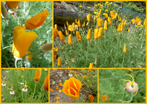 tn_Kalifornischer Mohn E&E.webp