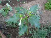 was ist das2_IMG_6803.webp