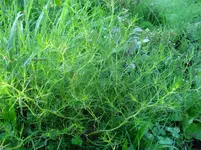 Bild 358.webp
