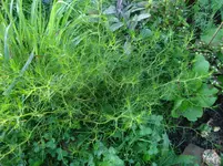 Bild 359.webp