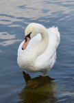 DSC_0655 Schwan.jpg