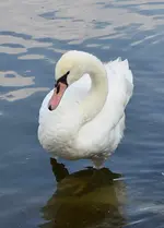 DSC_0655 Schwan.webp