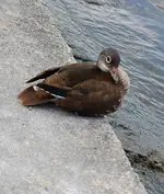 DSC_0656 Ente.webp