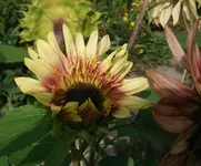100811:07.webp