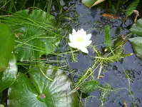die schönsten Gartenbilder 222.webp