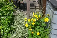 Garten 08 2011 002.webp