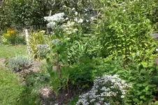 Garten 08 2011 004.webp