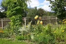 Garten 08 2011 006.webp