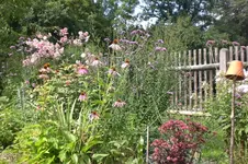 Garten 08 2011 007.webp