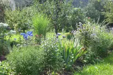 Garten 08 2011 008.webp