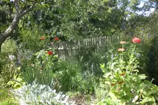 Garten 08 2011 009.webp