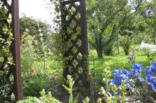 Garten 08 2011 012.webp