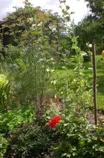 Garten 08 2011 015.webp