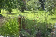 Garten 08 2011 016.webp