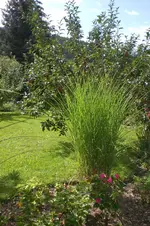 Garten 08 2011 017.webp