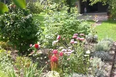 Garten 08 2011 018.webp