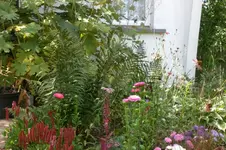 Garten 08 2011 019.webp
