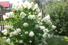 Garten 08 2011 020.webp
