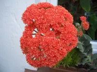Crassula falcata 1.webp