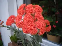 Crassula falkata 2.webp