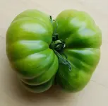 tomatenvielfalt_III.webp