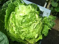 BILD3479.webp