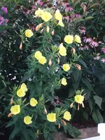 nachtkerze.webp