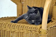 160.webp