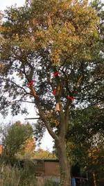 Schnitt_Pflaumenbaum.webp
