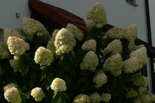 IMG_4890 a.webp