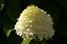 IMG_4886a.webp