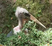P6130979 Marabu Grete.webp