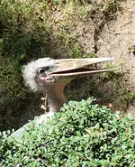 P6130985 Grete lacht.webp