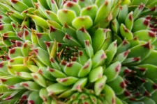 102.webp