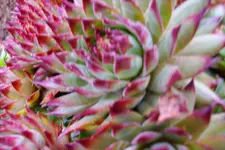 106.webp