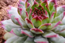 113.webp
