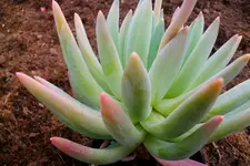 115.webp
