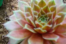 126.webp